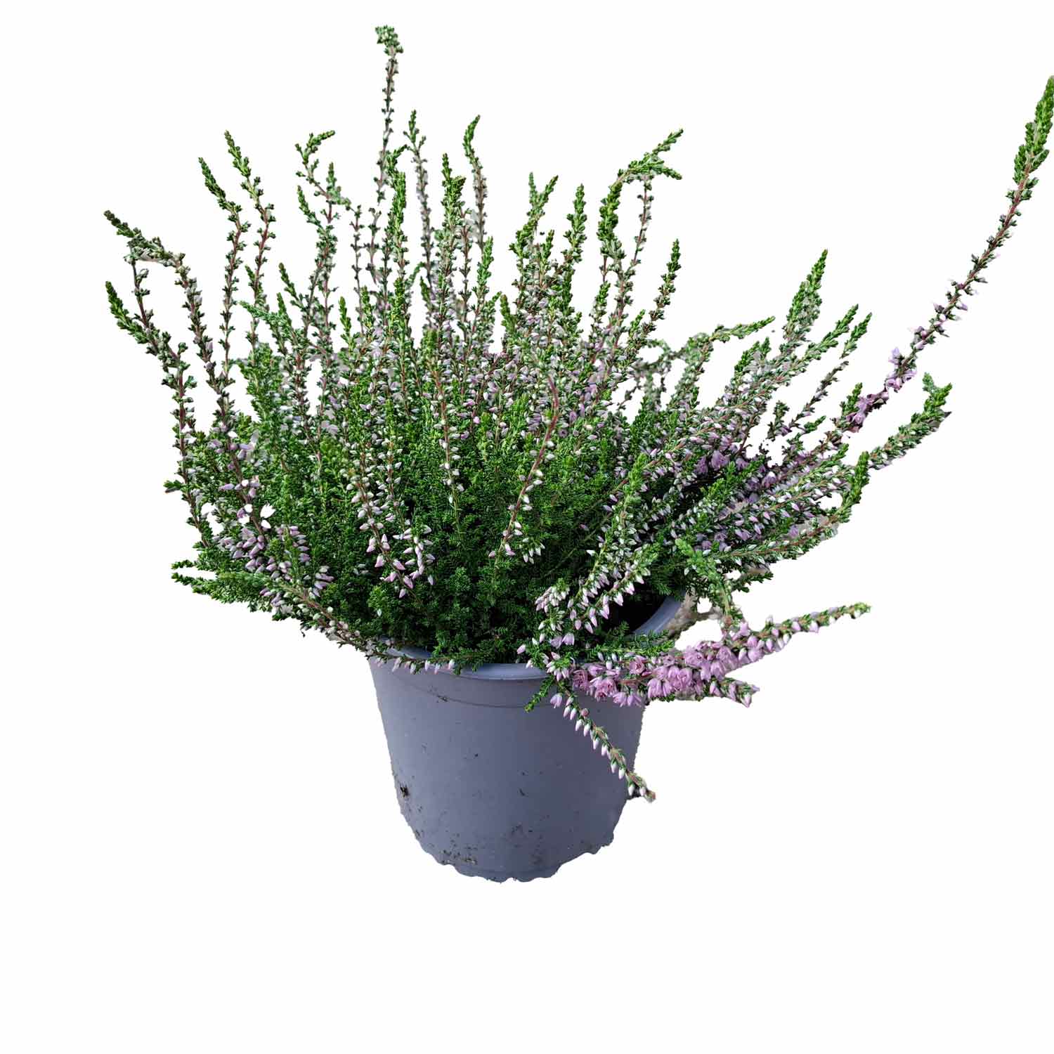 Hedelyng - Calluna vulgaris 'Jysk Naturform' 13cm