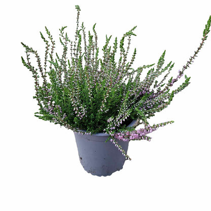 Hedelyng - Calluna vulgaris 'Jysk Naturform' 13cm
