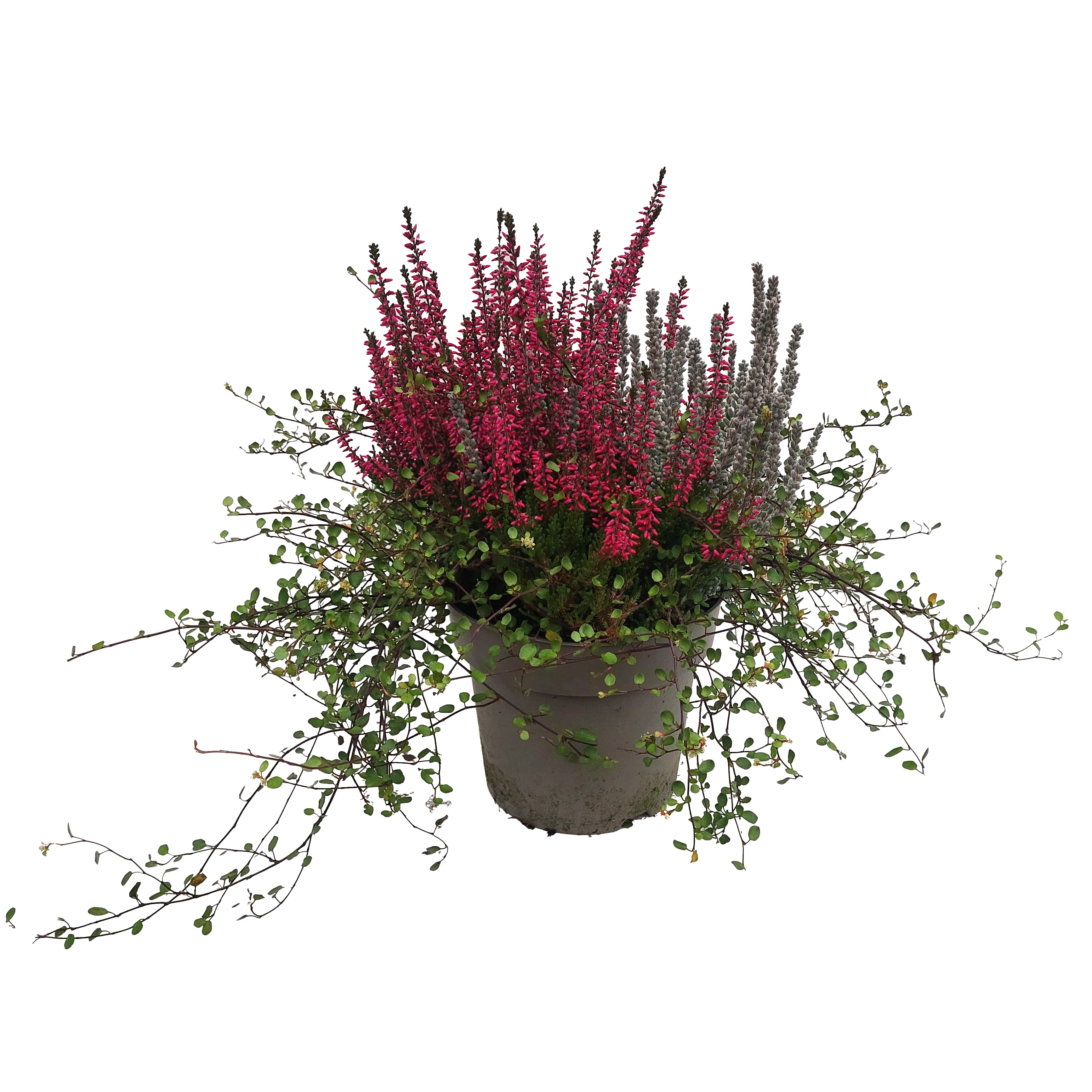 Calluna vulgaris Big Friends