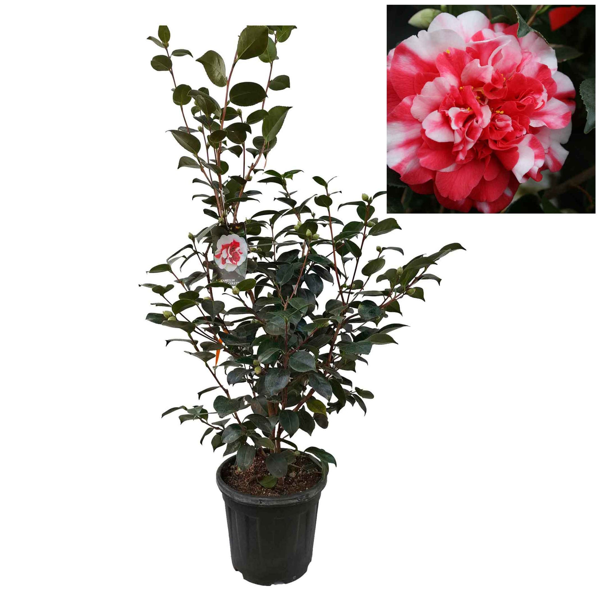 Camellia japonica h. 120 vase 15 lt General Coletti