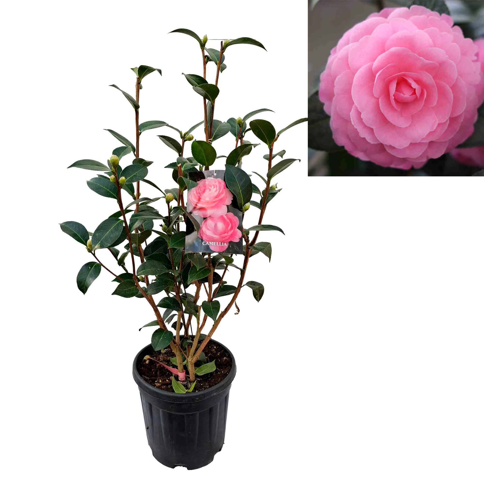 Camellia jap E. G. Waterhouse 6L, 80 cm