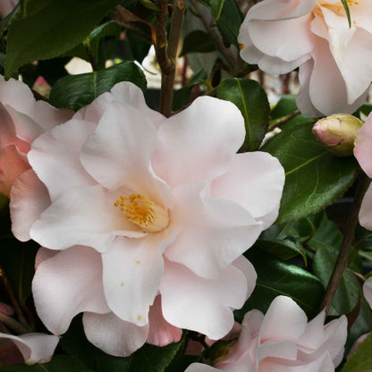Camellia japonica 'Hagoromo' 80-100 C10