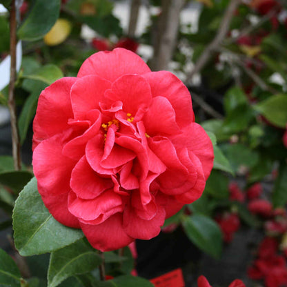 Camellia japonica 'Mrs. Charles Cobb' 60-80 C4.5