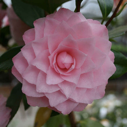 Camellia japonica Nuccio's Pearl 50-60 C3