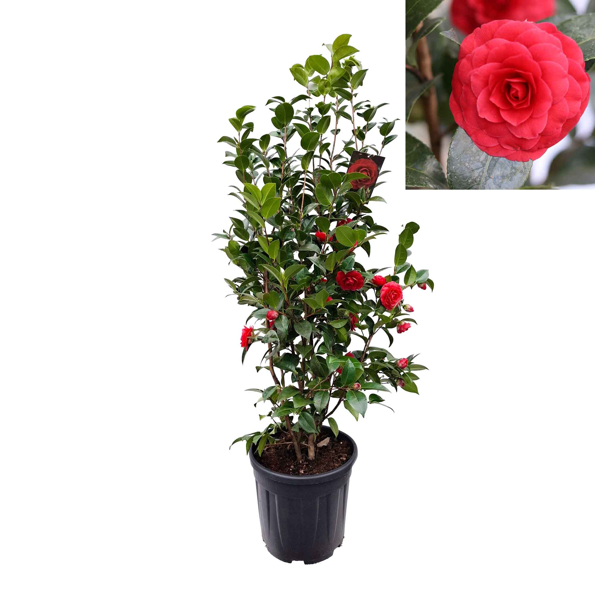 Camellia japonica 'Black Lace' 100-125 C20