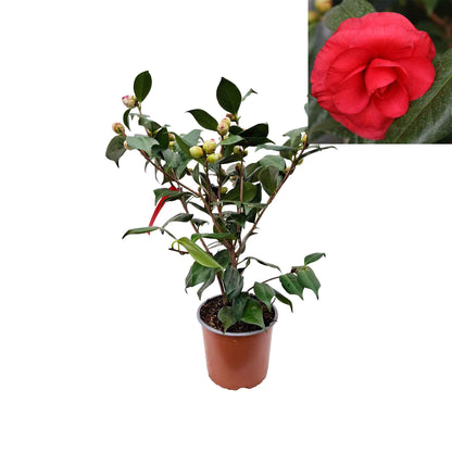 Camellia japonica 'C.M. Howey' 50-60cm C3