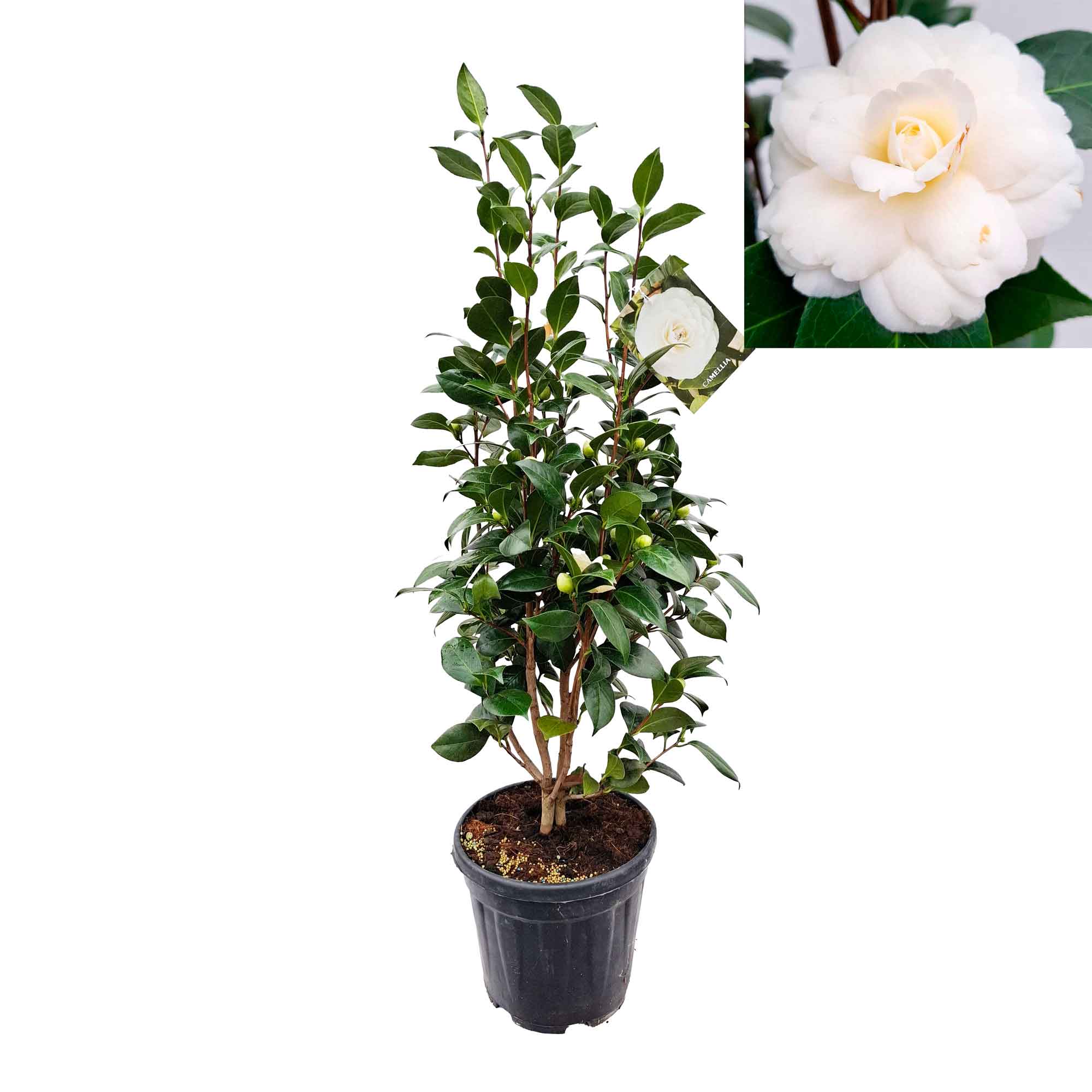 Camellia japonica 'Dahlonega' 80-100 C10