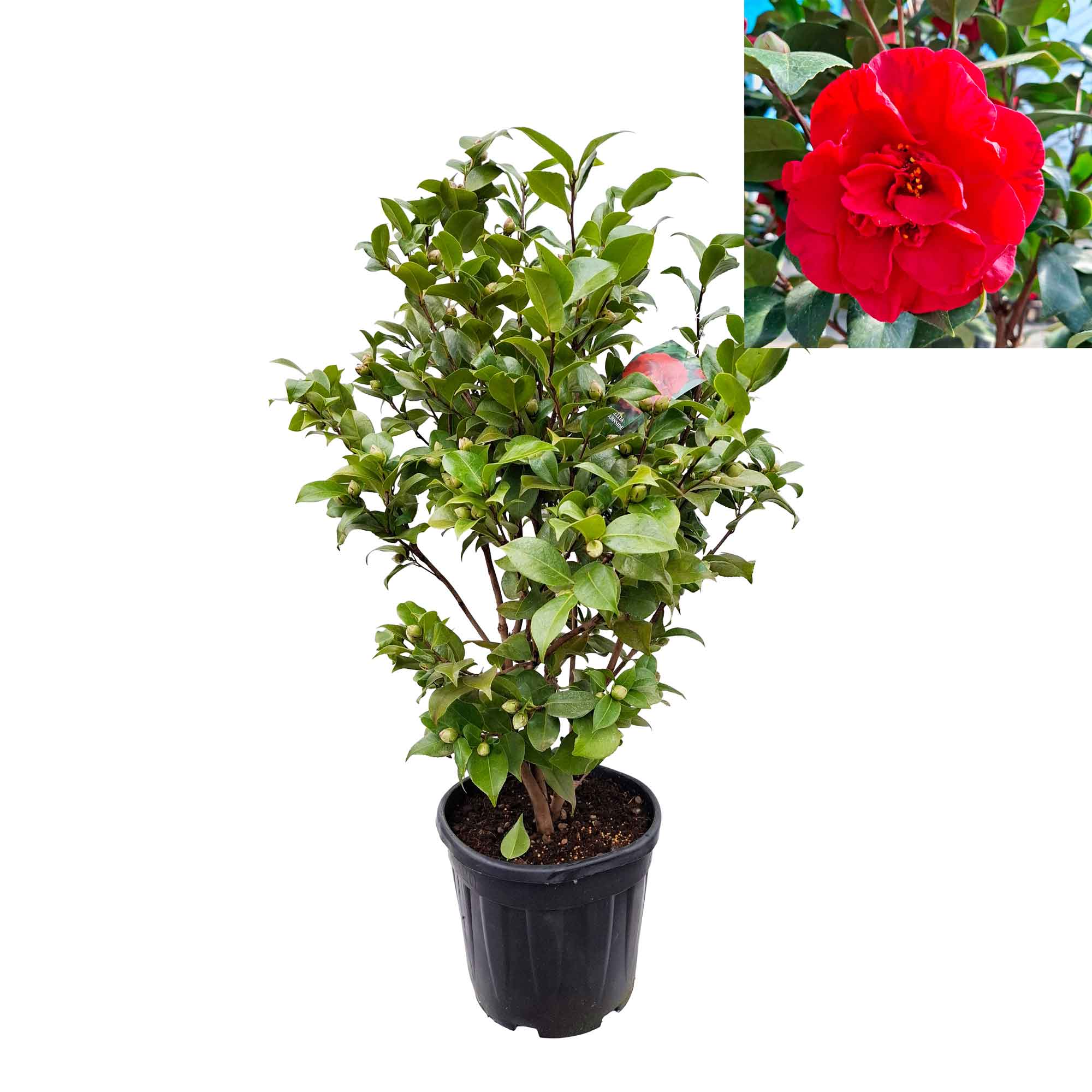 Camellia japonica 'Dr. Burnside' 100-125 C20