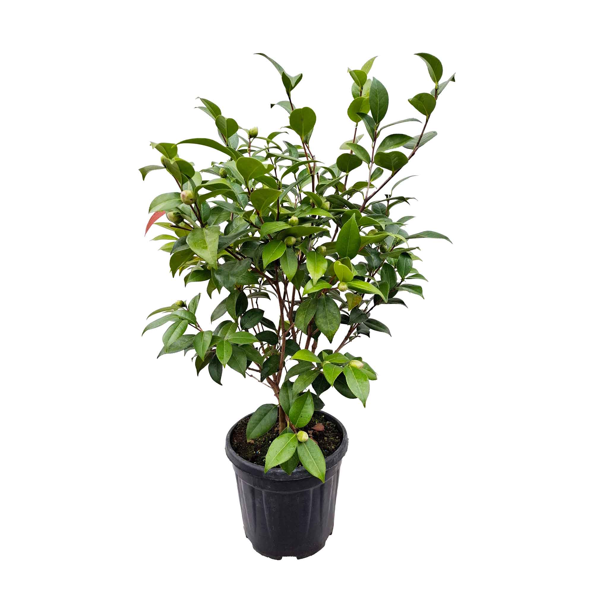 Camellia japonica 'Dr. Tinsley' 80-100 C10