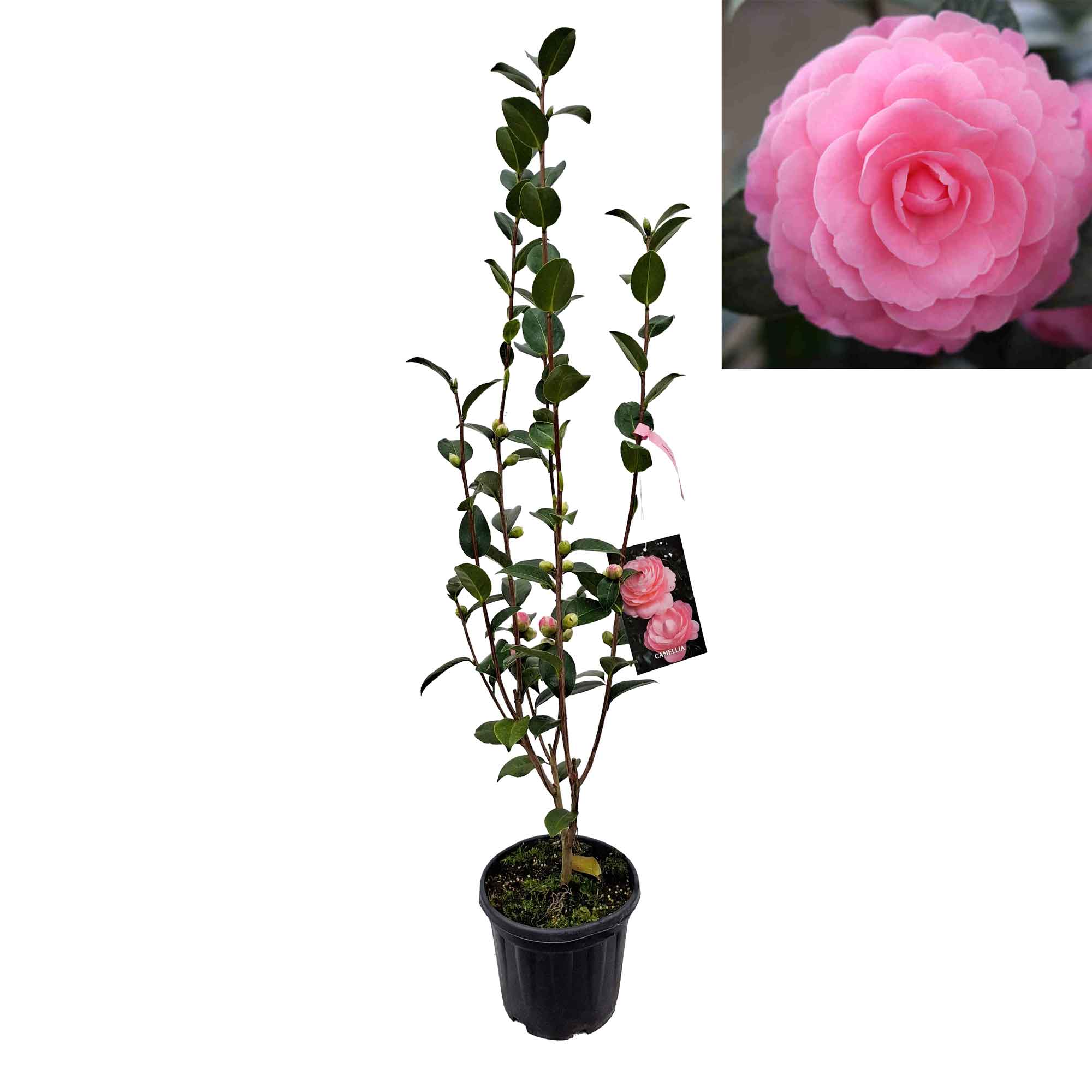 Camellia 'EG Waterhouse' 4.5L