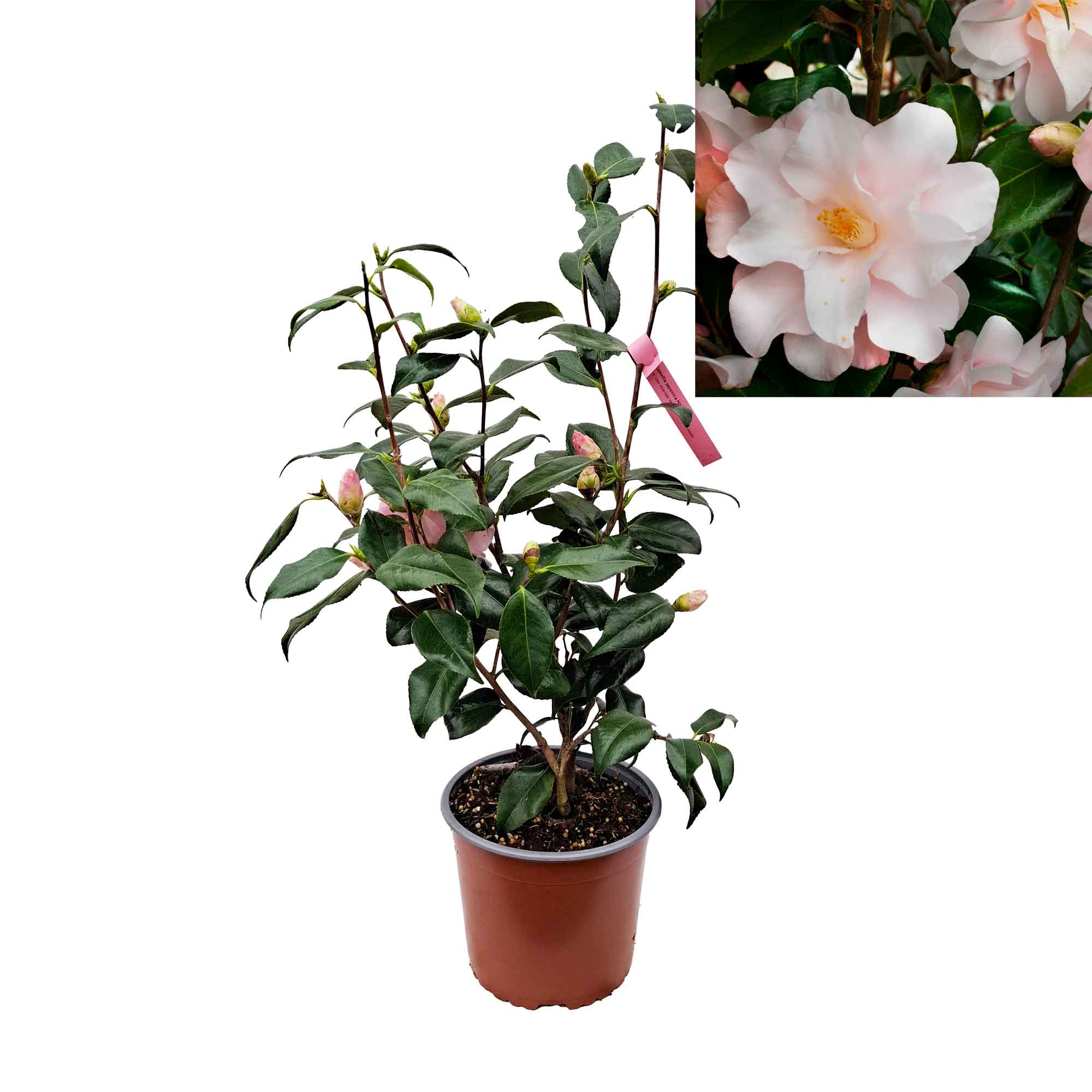 Camellia japonica 'Hagoromo' 50-60cm C3