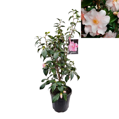 Camellia japonica 'Hagoromo' 80-100 C10