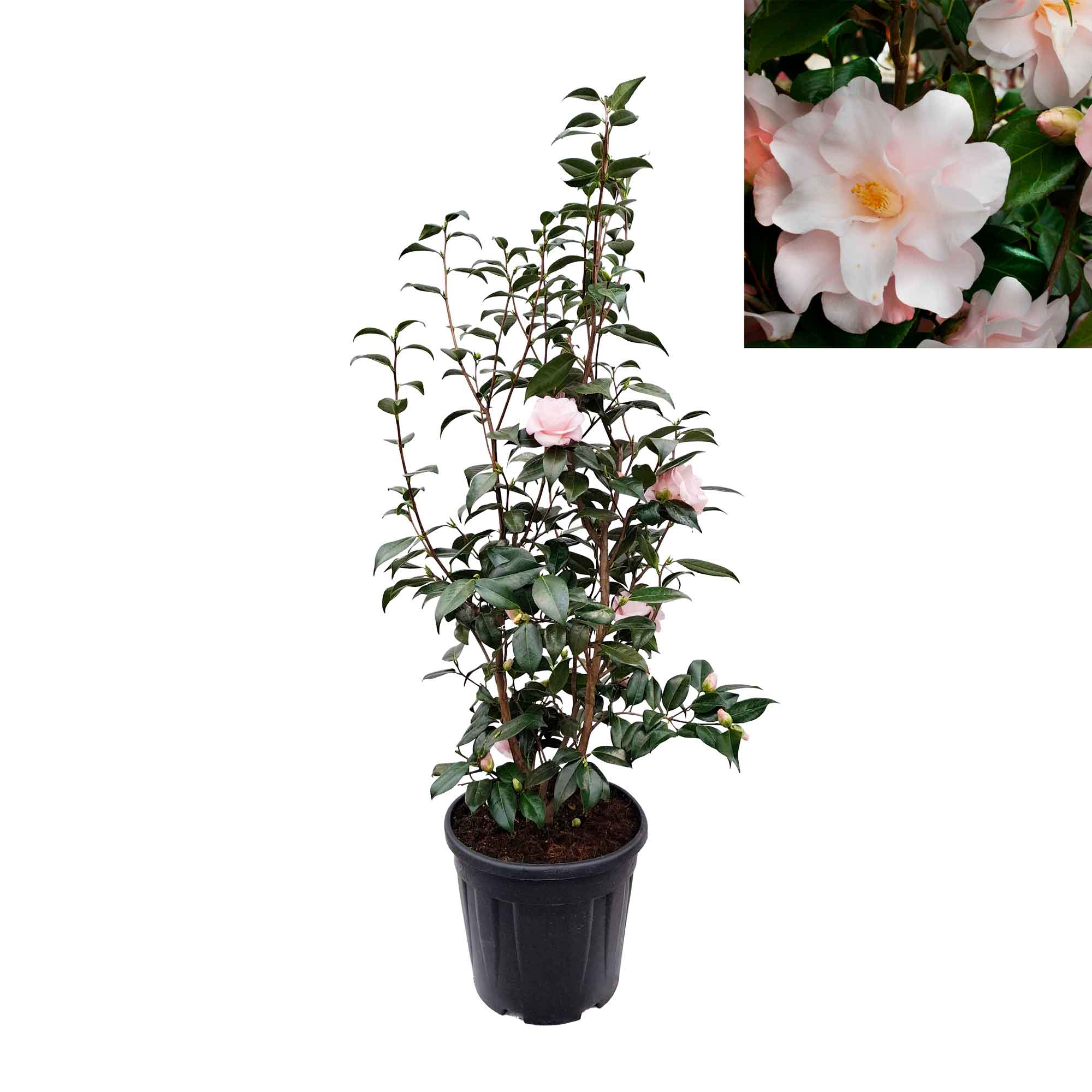 Camellia japonica 'Hagoromo' 100-125 C20