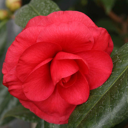 Camellia japonica 'C.M. Howey' 50-60cm C3
