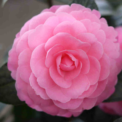 Camellia 'EG Waterhouse' 4.5L