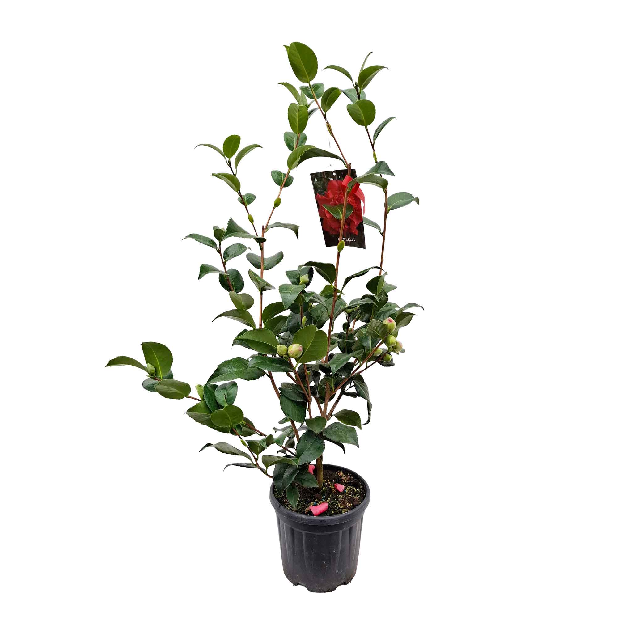 Camellia japonica 'Kramers Supreme' 60-80 C4.5