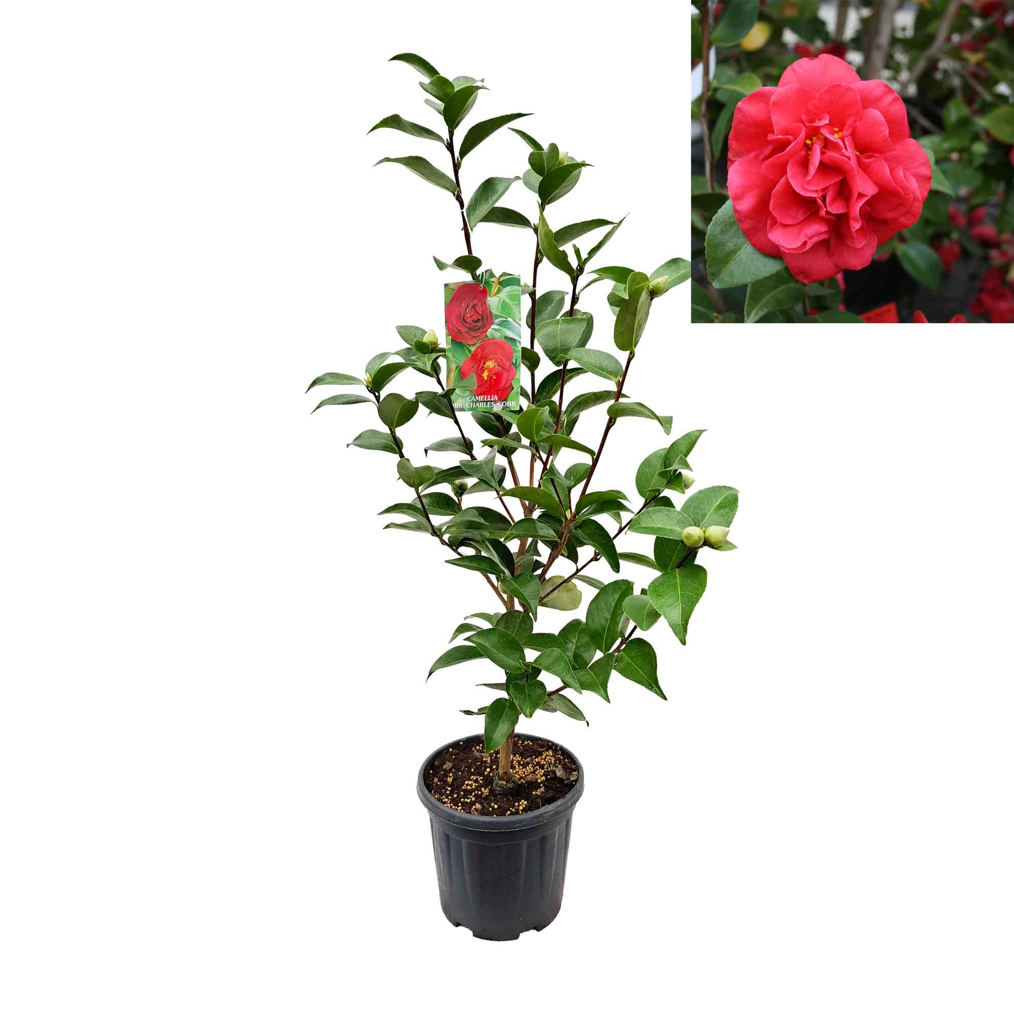 Camellia japonica 'Mrs. Charles Cobb' 60-80 C4.5