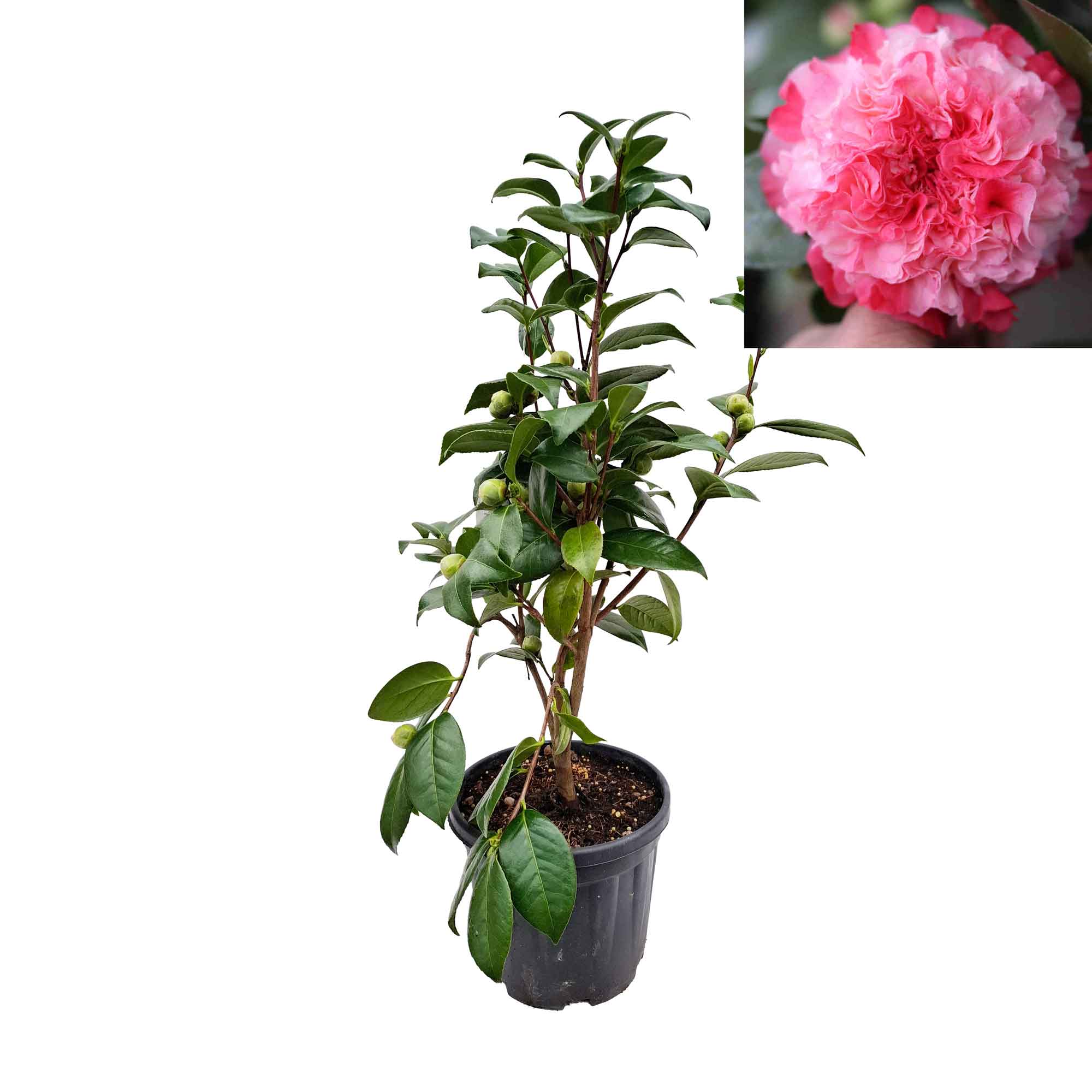 Camellia japonica 'Nuccio's Jewel' 60-80 C4.5