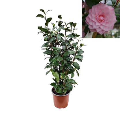 Camellia japonica Nuccio's Pearl 50-60 C3