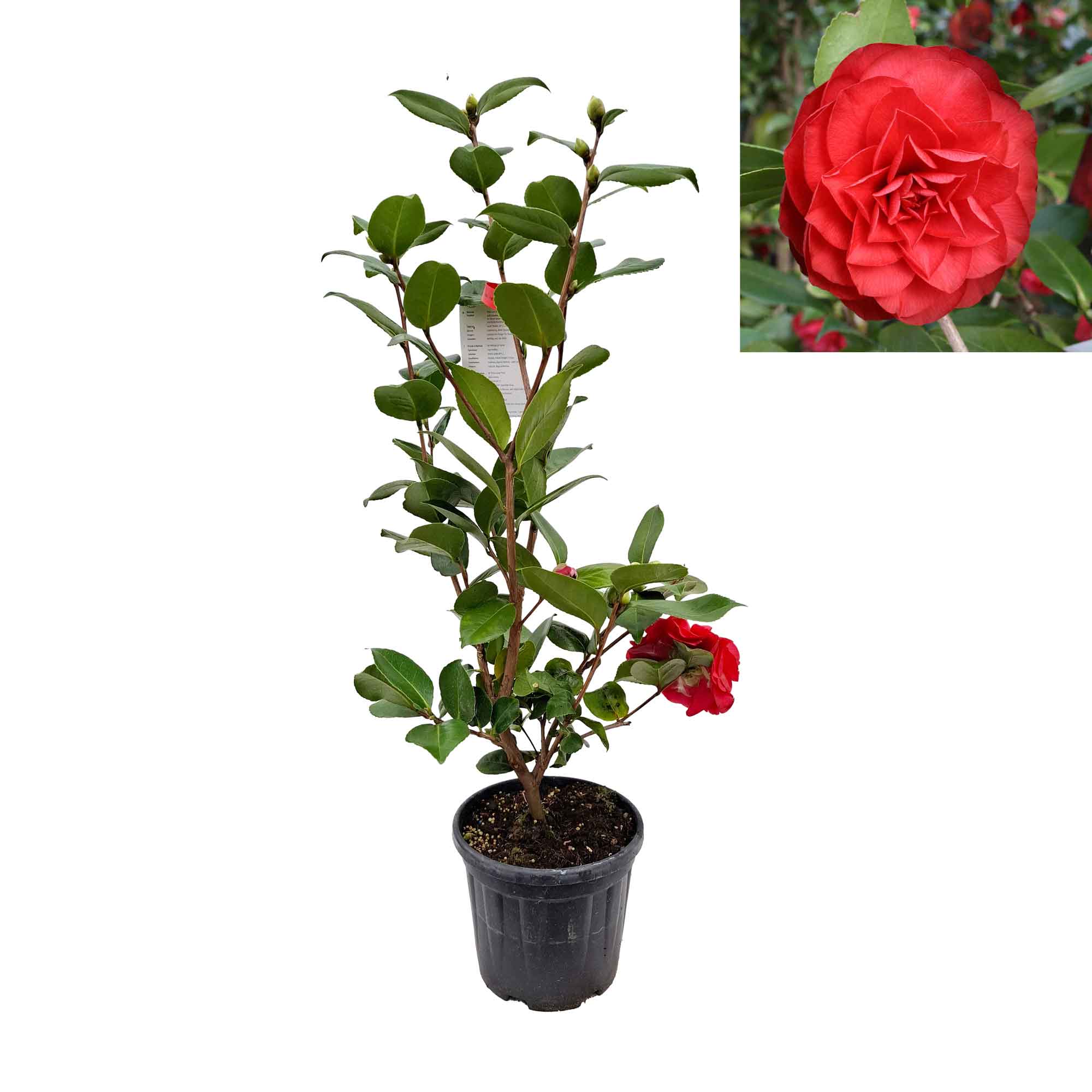 Camellia japonica 'Nuccio's Red' 60-80 C4.5