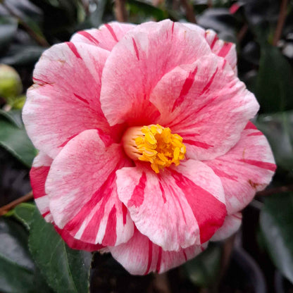 Camellia japonica 'Oki No Nami' 50-60 C3