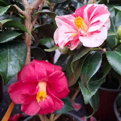 Camellia japonica 'Oki No Nami' 50-60 C3
