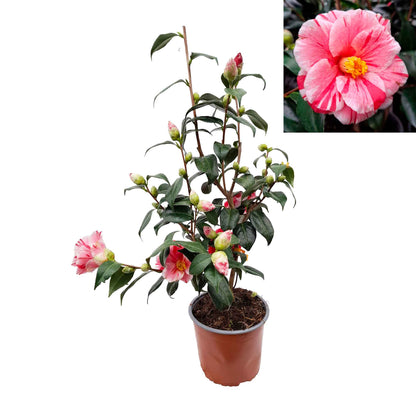 Camellia japonica 'Oki No Nami' 50-60 C3