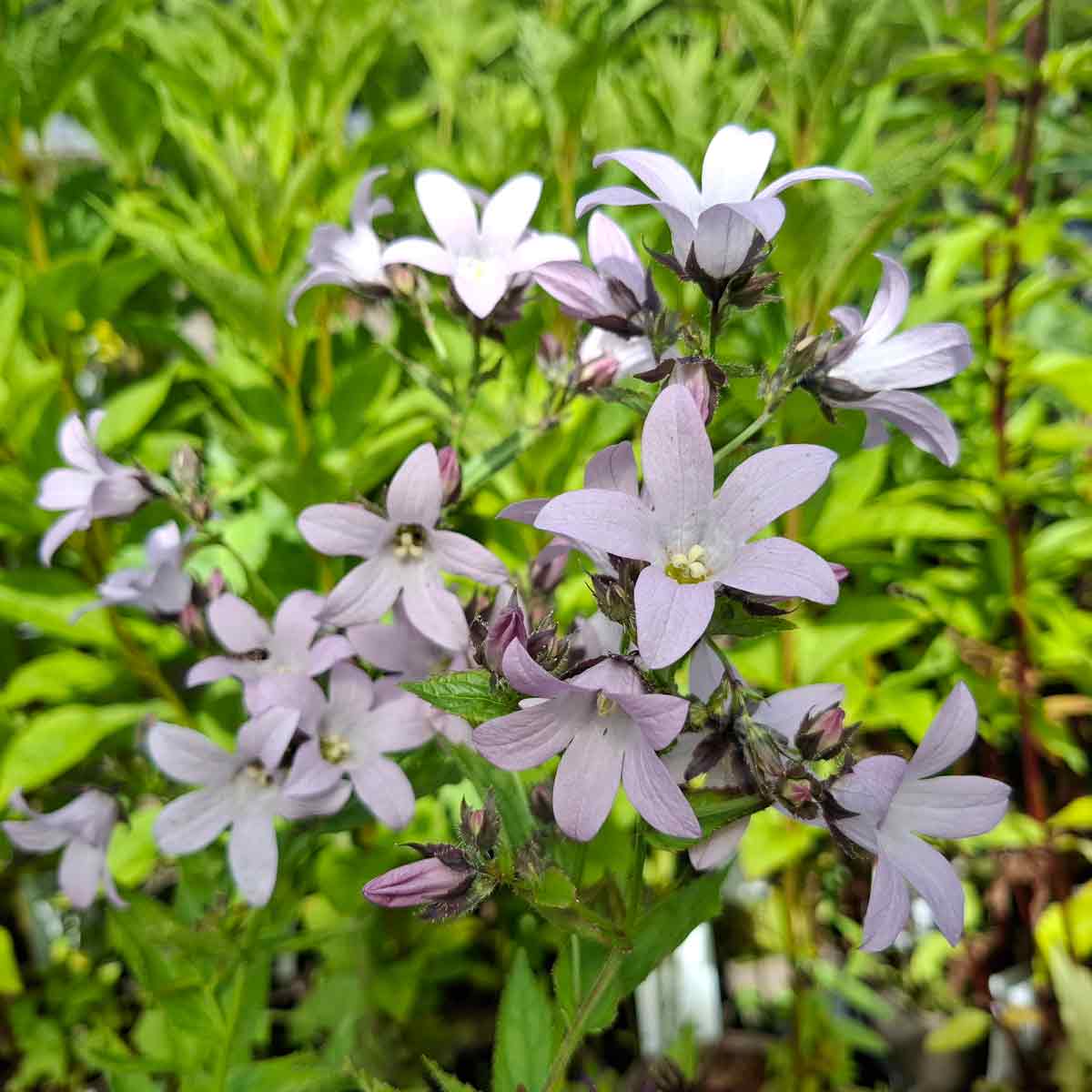 Campanula lact.'Loddon Anne' 1L