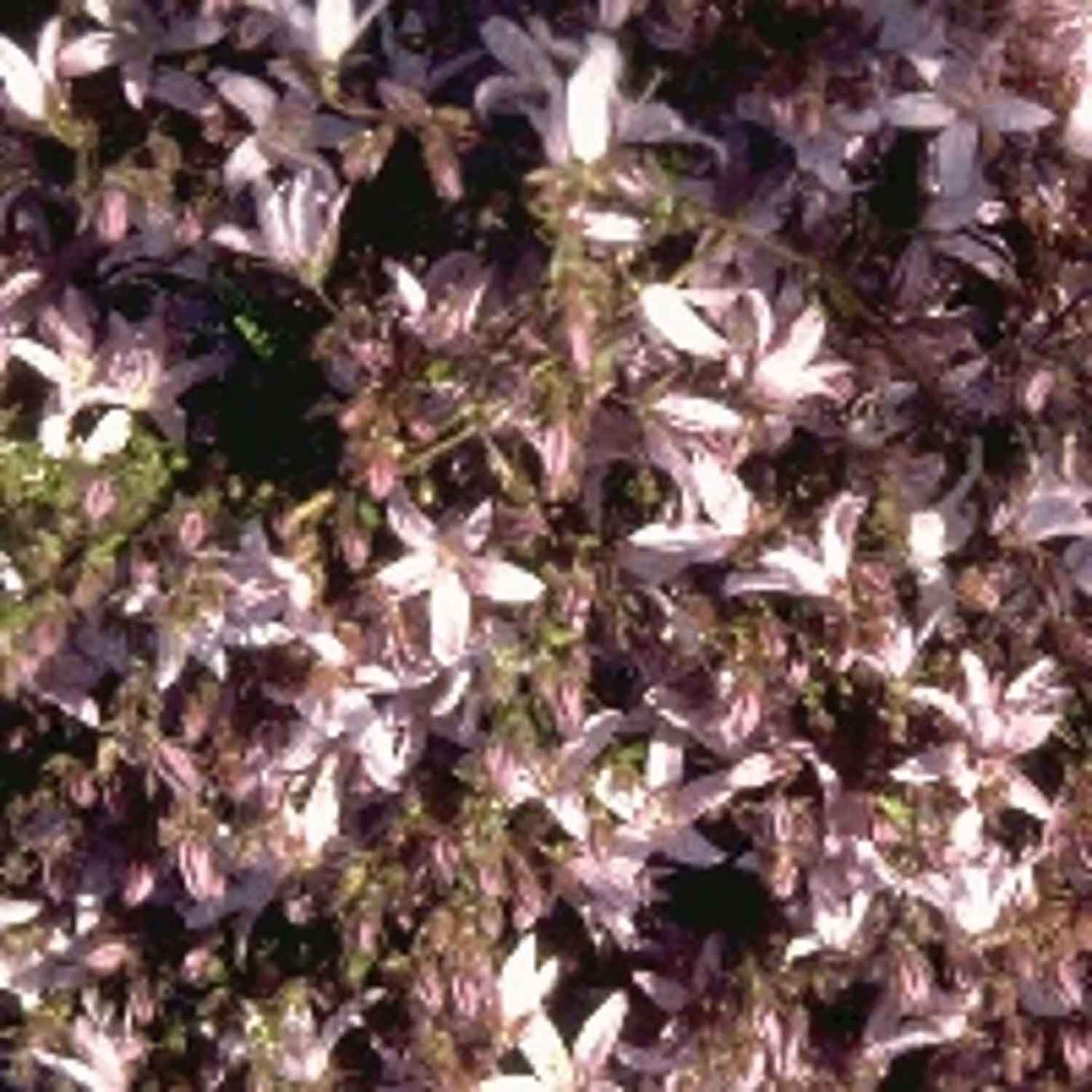 Campanula posch. "Lisduggan var." P9
