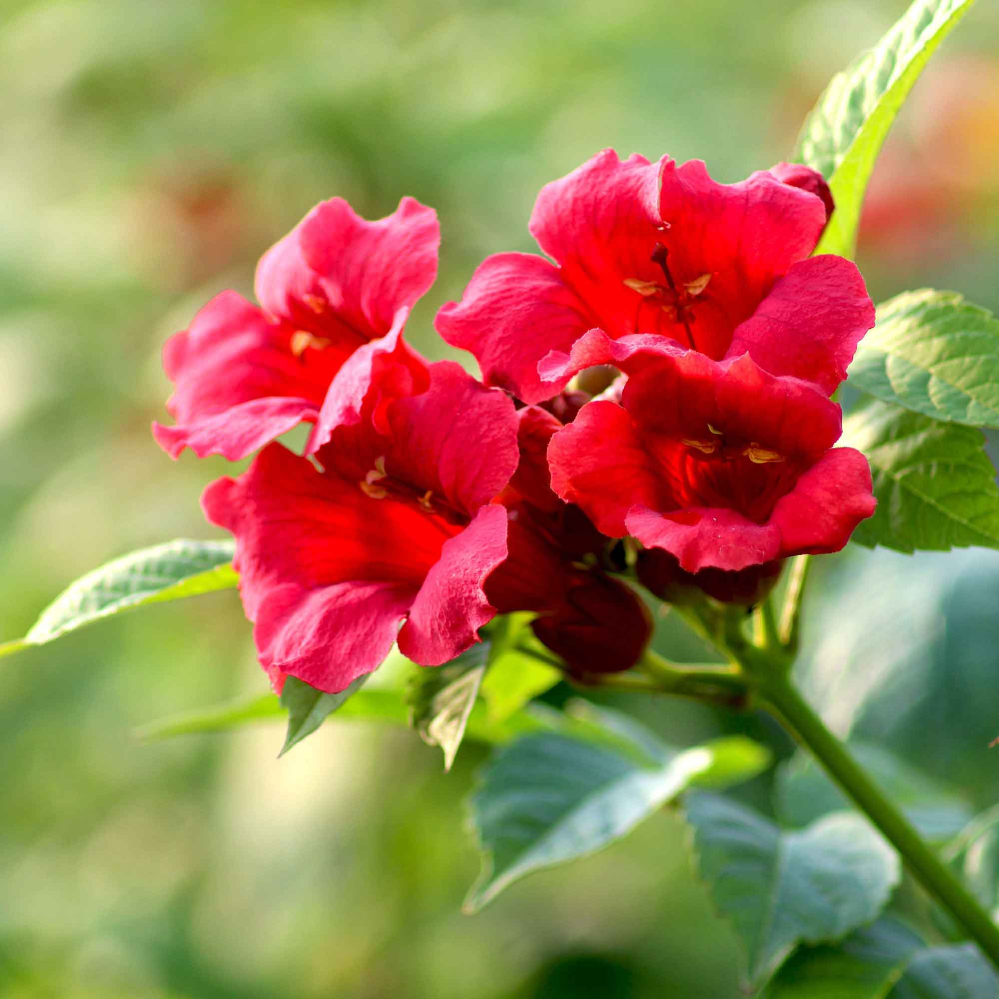 Campsis radicans 'Stromboli'® C2,3 60- 100