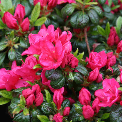 Rhododendron Jap. 'Canzonetta' 20-25 - C2