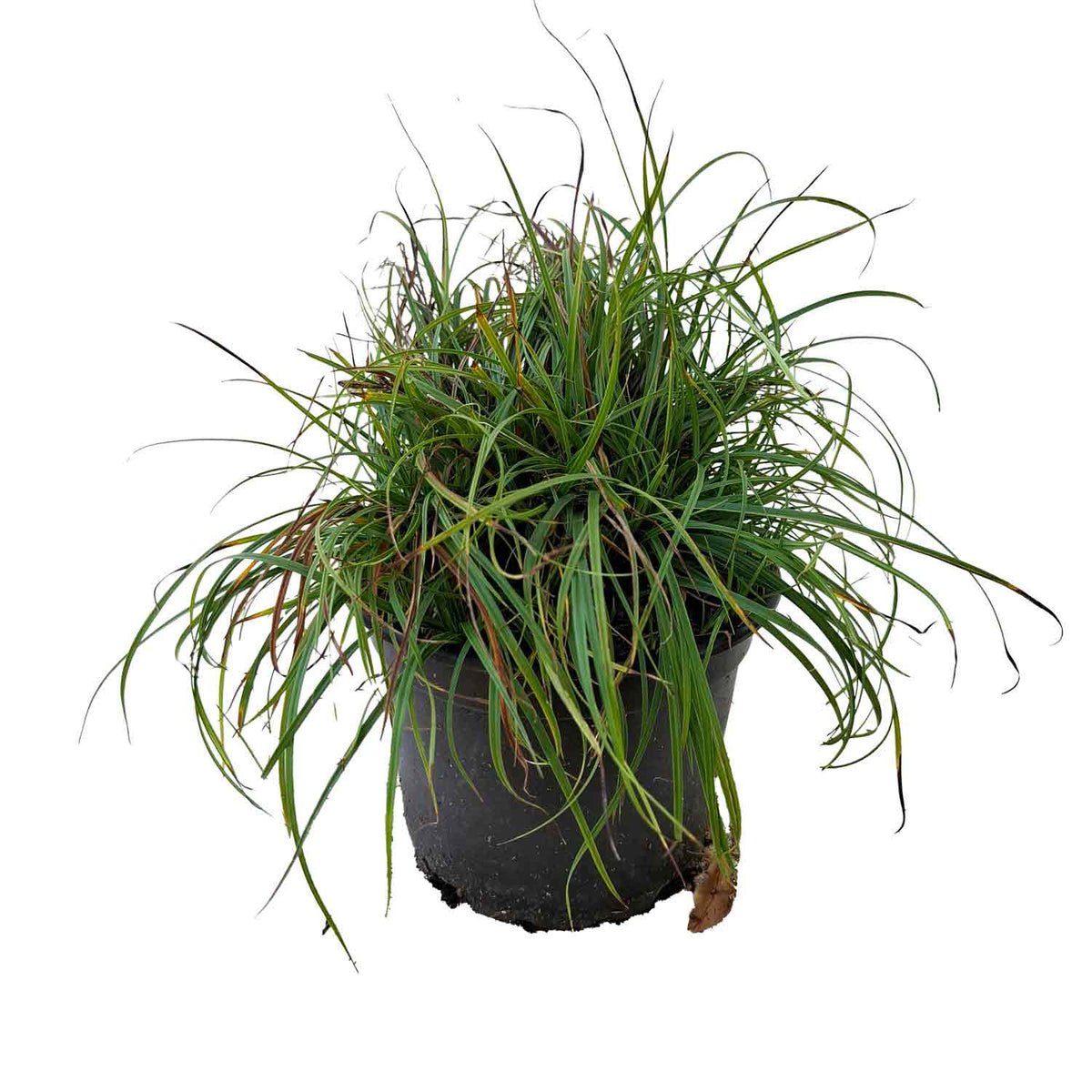 Carex caryophyllea 'the Beatles' 2L
