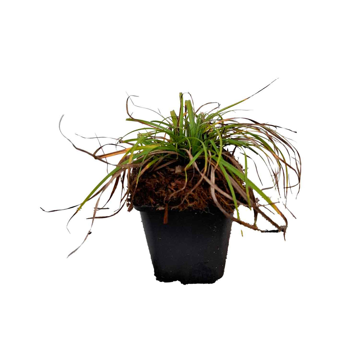 Carex caryophyllea 'The Beatles' P9