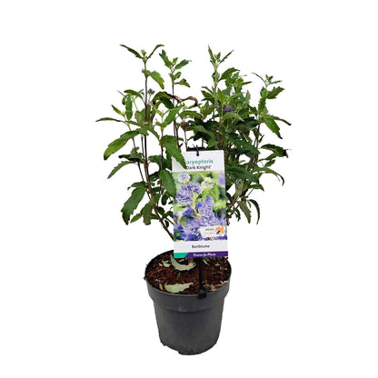 Caryopteris cland. 'Dark Knight' 30-40 C3