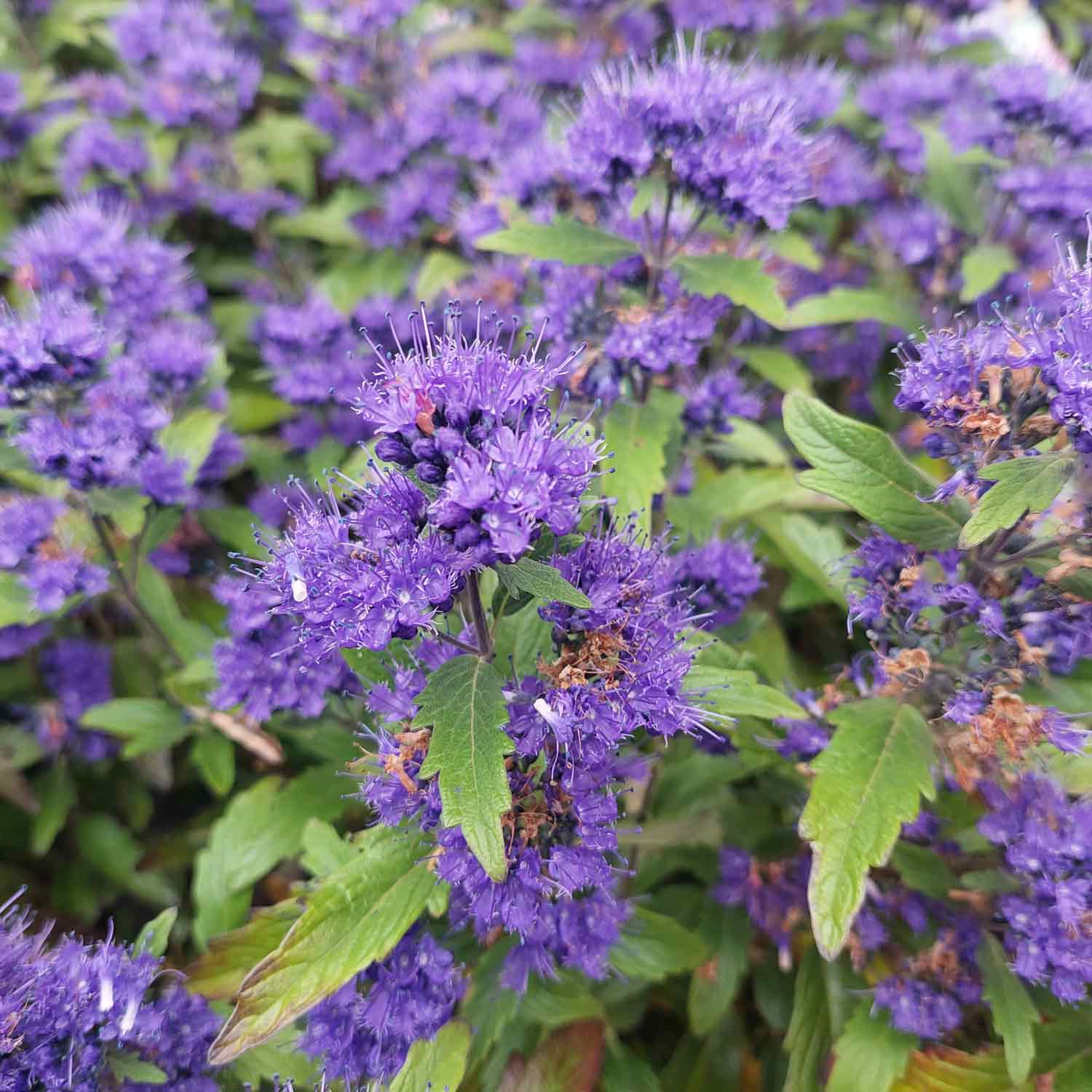 Caryopteris clandonensis 'Grand Bleu' C4