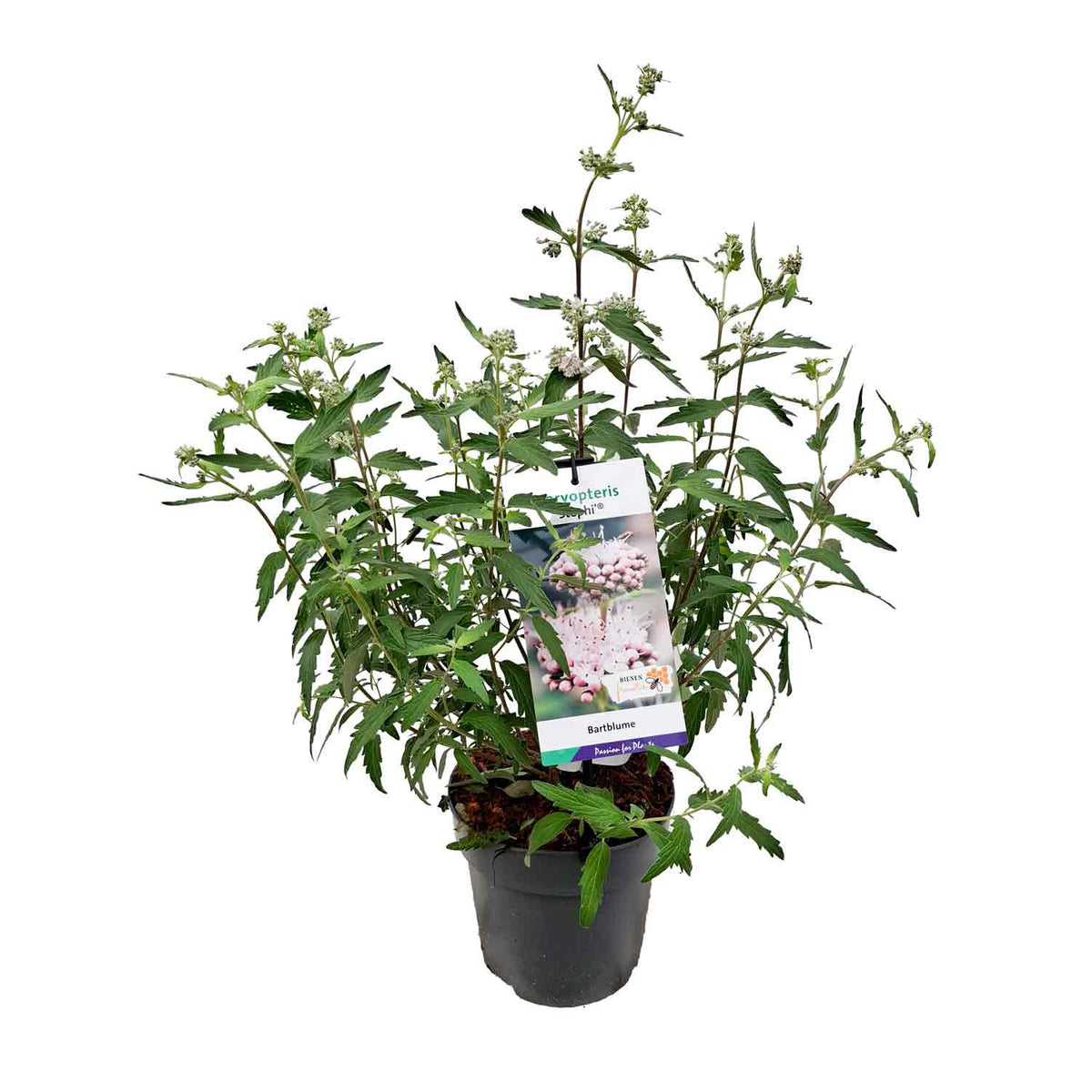 Caryopteris cland. 'Stephi' PBR 30-40 C3