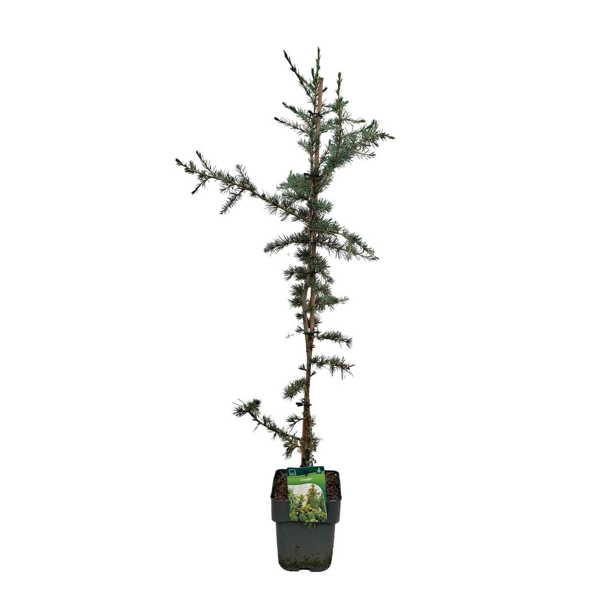Cedrus deodare 'Eisregen' C3
