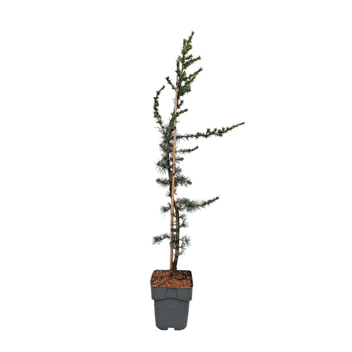 Cedrus libani 'Glauca' C2
