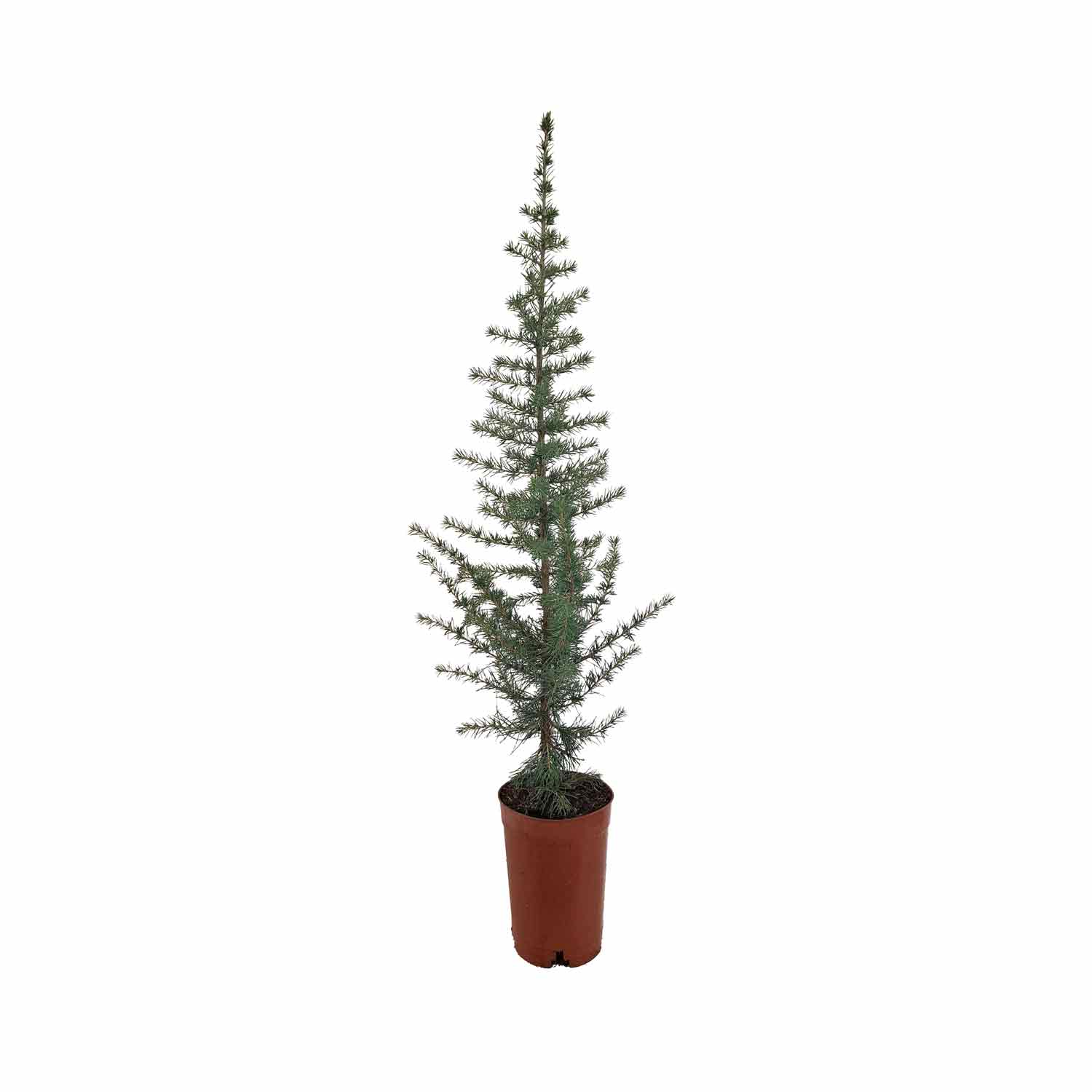 CEDRUS LIBANI 70-80 15cm pot