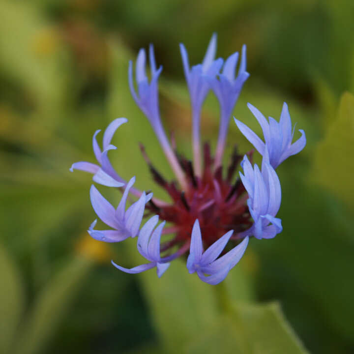 Centaurea montana 2L