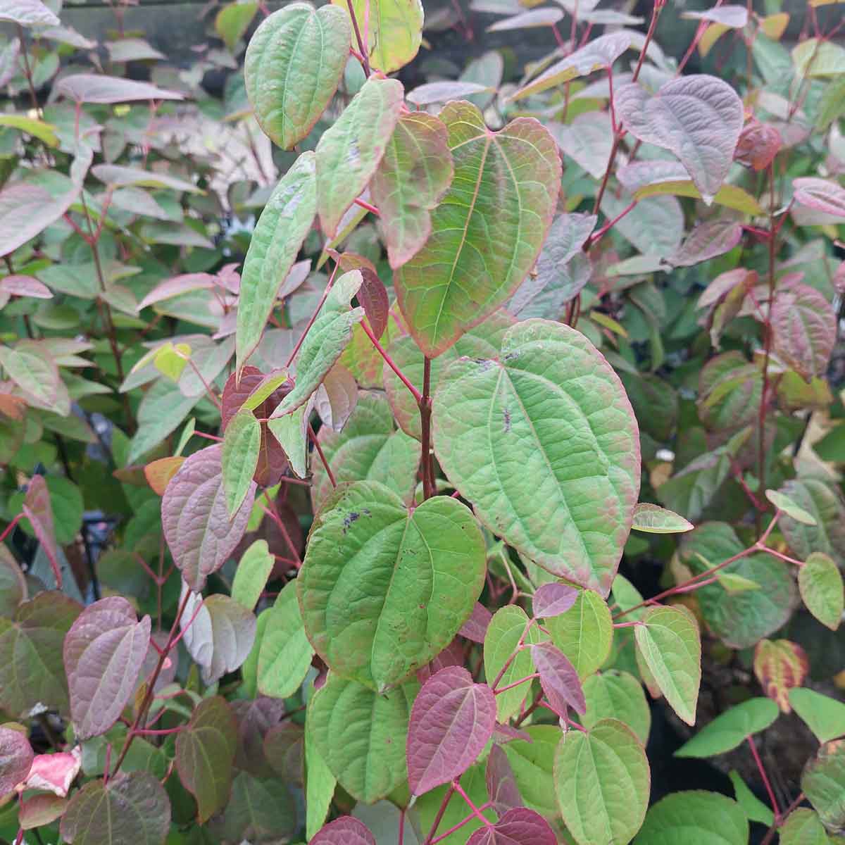 Cercidiphyllum japonicum C5