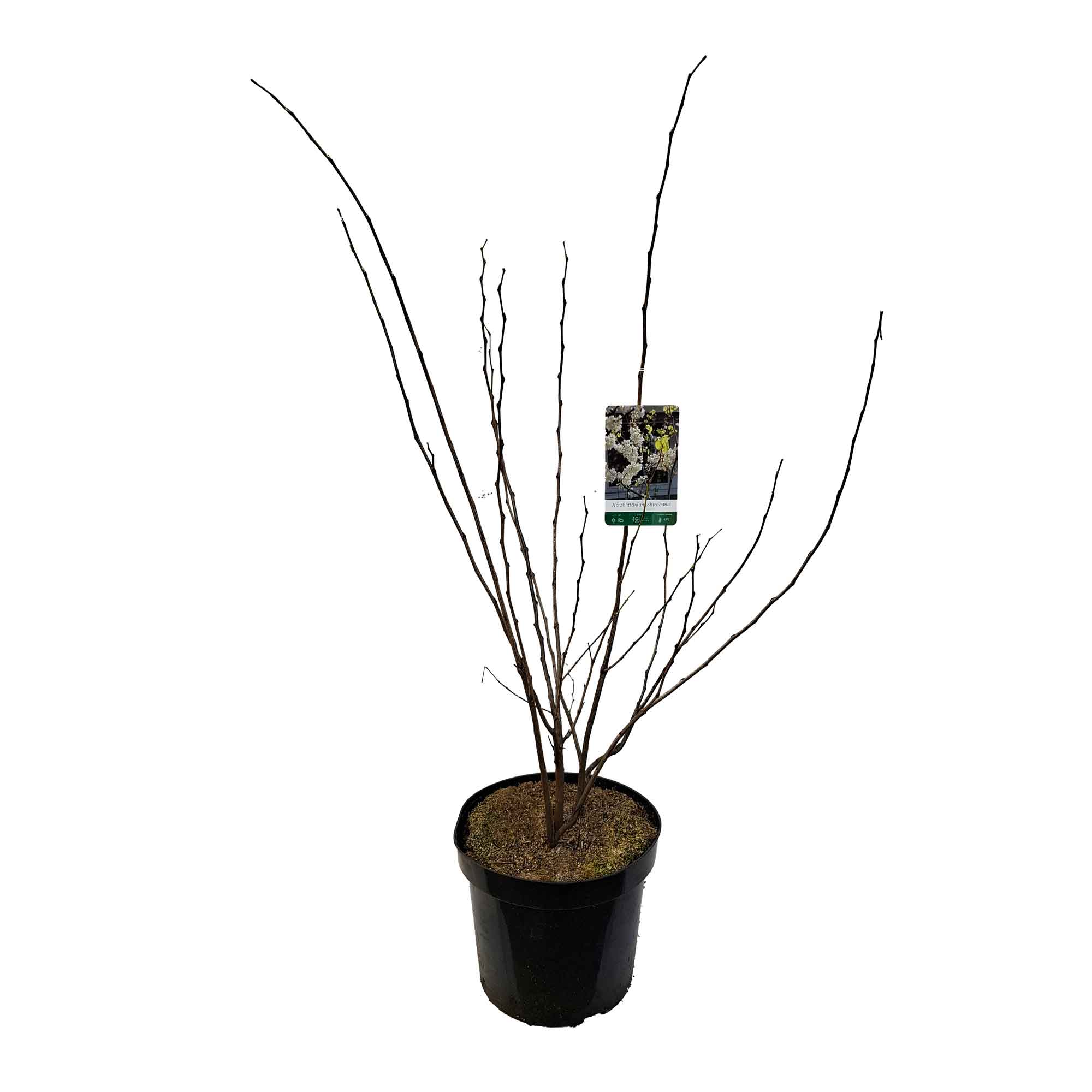 Cercis chinensis 'Shirobana' 7,5L