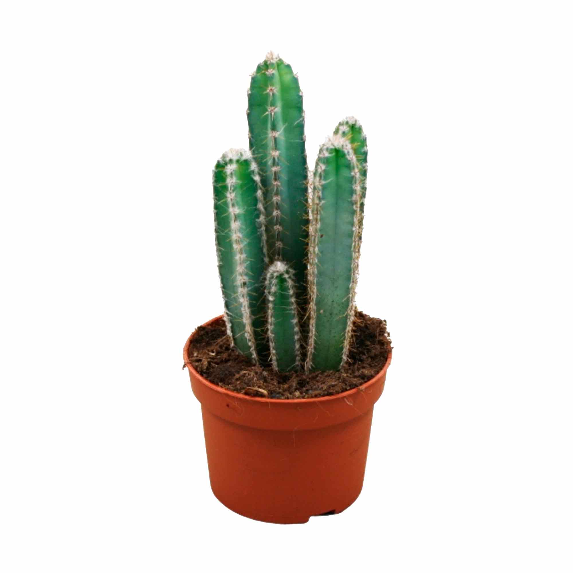 Cereus forbesii 10,5cm