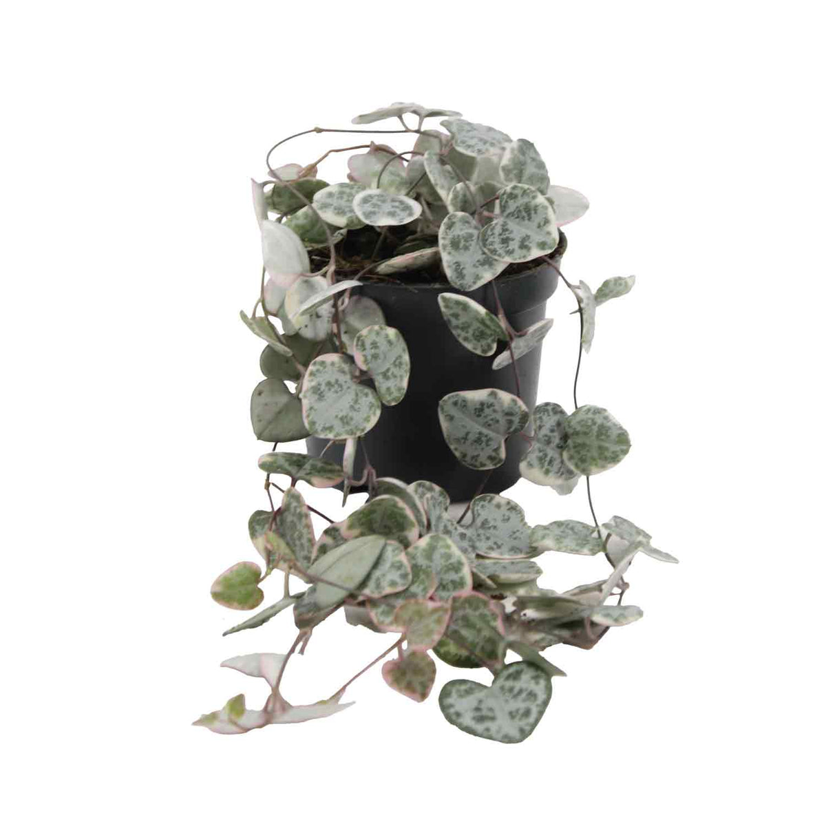 Ceropegia woodii 'Variegata' 8,5cm