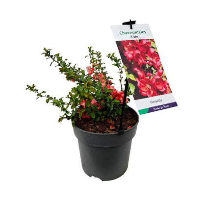Chaenomeles jap. 'Cido' PBR 40-50 C5