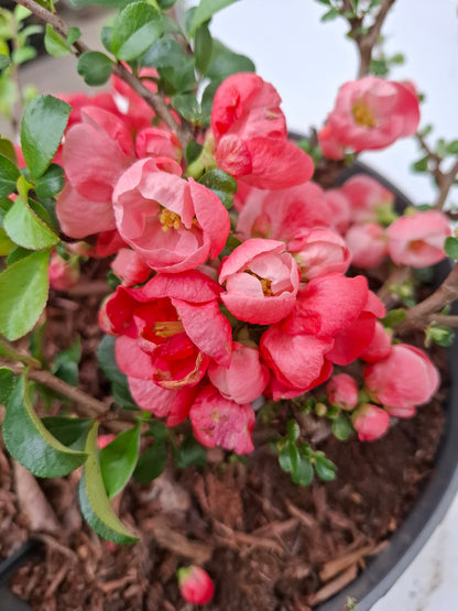 Chaenomeles jap. 'Cido' PBR 40-50 C5