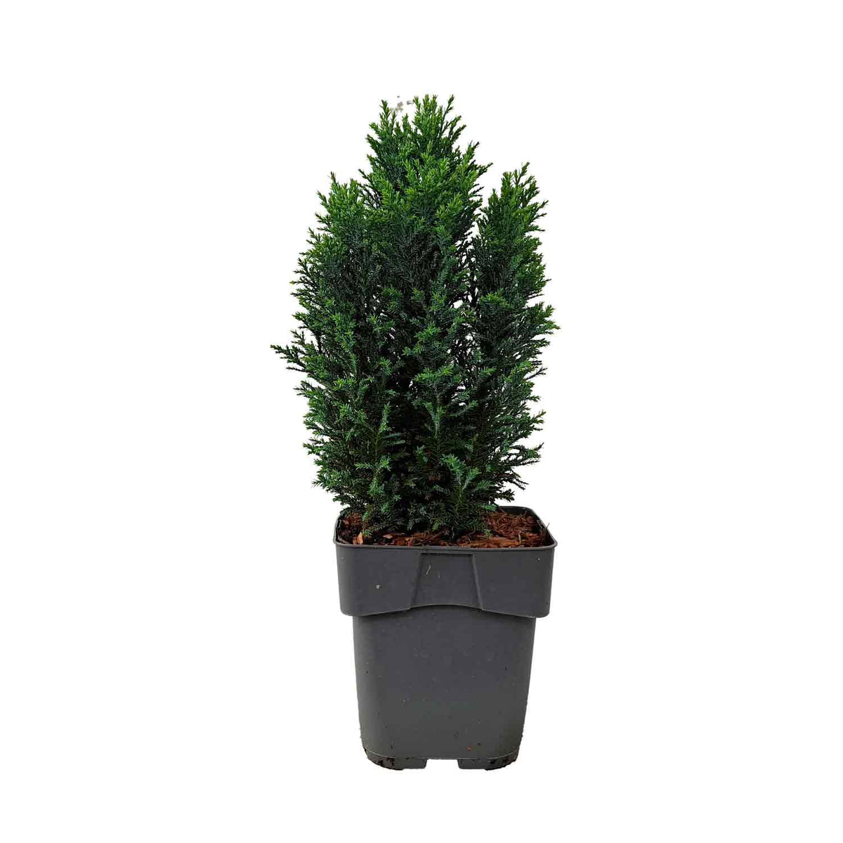 Chamaecyparis l. 'Ellwoodii' C2 30-35cm