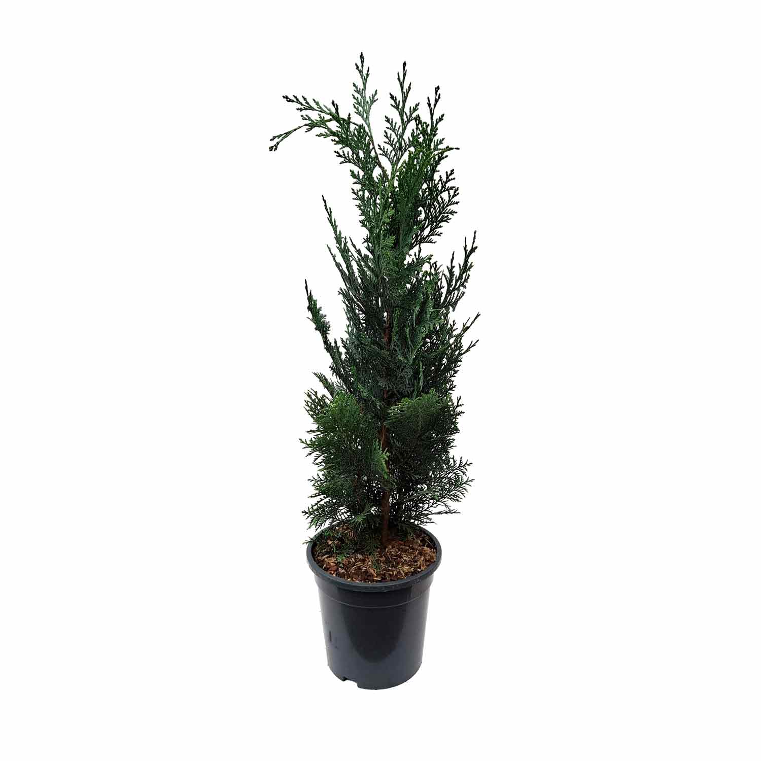 Chamaecyparis l. 'Pelt's Blue' C3 50-60 CM