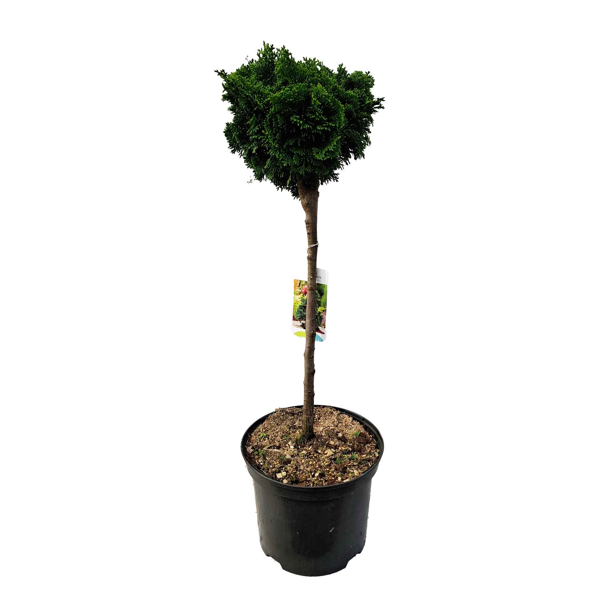 Chamaecyparis obtusa 'Nana Gracilis' 5L 40cm st