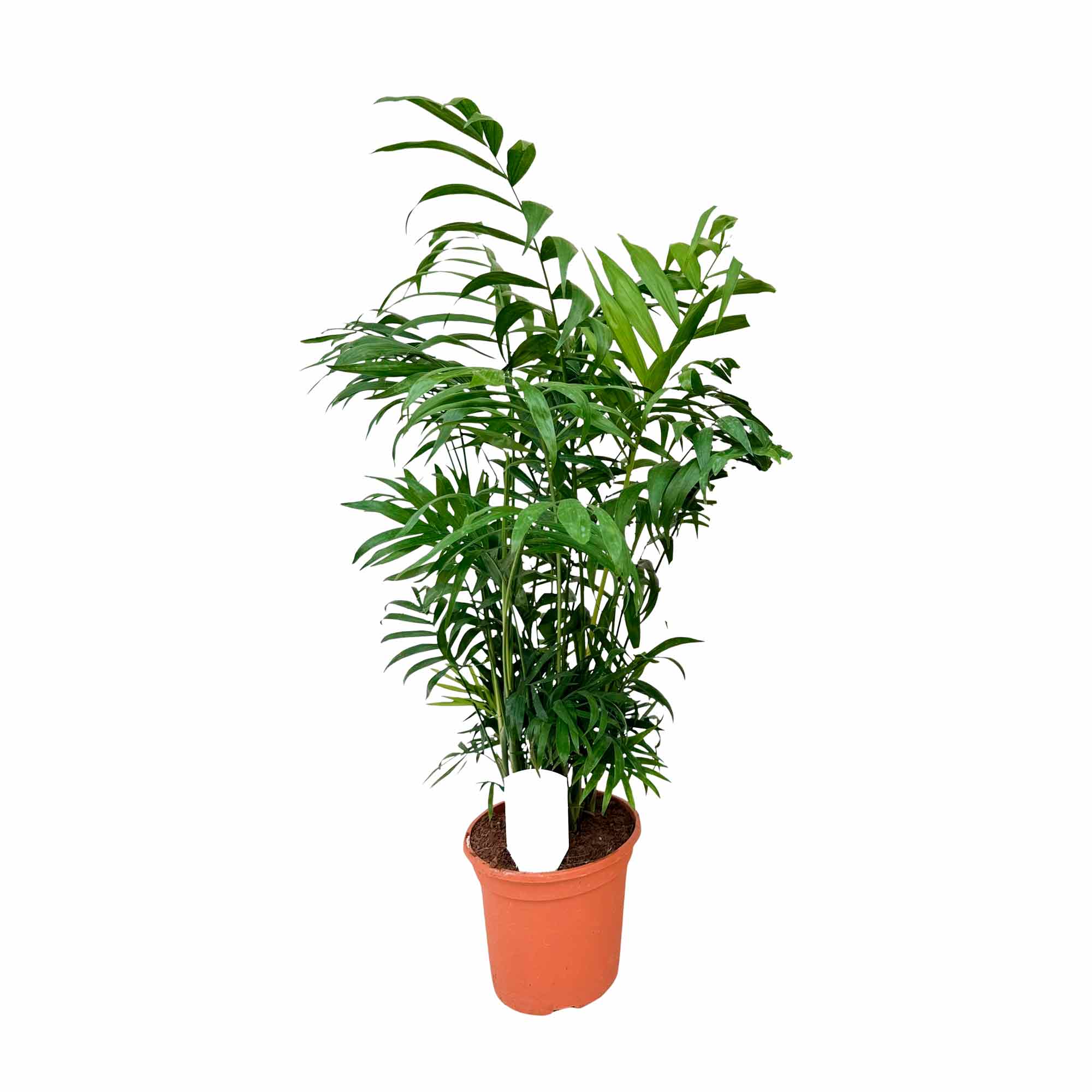 Chamaedorea elegans 17cm
